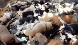 印尼巴厘岛爆料视频最新,揭秘神秘事件背后的真相